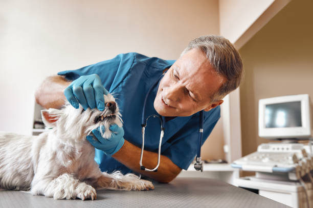 Best Pediatric Emergency Dentist in San Rafael, CA